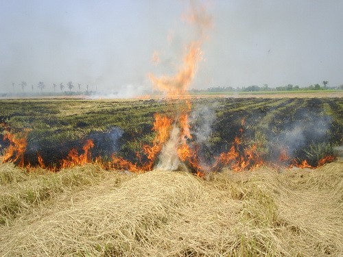 การรณรงค์งดการเผาตอซังข้าวและฟางข้าวหลังฤดูเก็บเกี่ยว